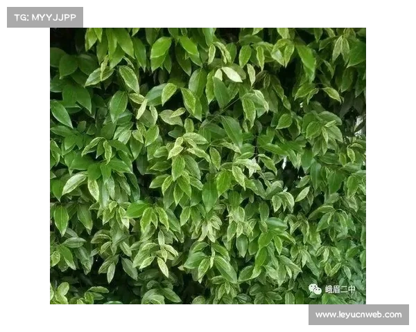 旧球新生环保项目：6000颗网球循环利用的绿色实践